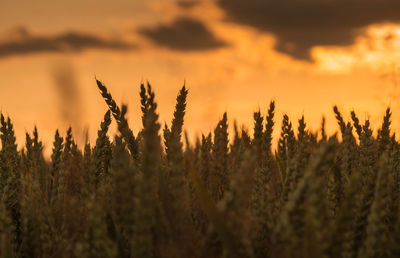 Close-up of stalks in field against orange sky