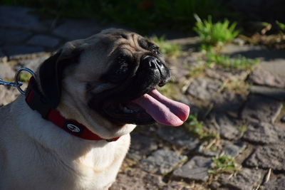 Close-up of dog sticking out tongue