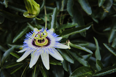 flowering plant