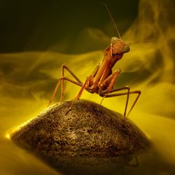 Close-up of praying mantis on rock