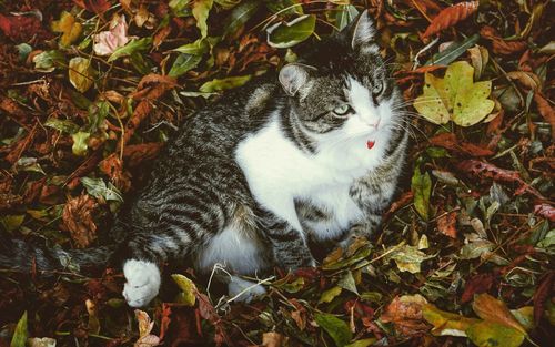 High angle view of cat on leaves during autumn