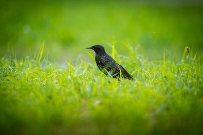 A beautiful adurt common starling feeding in the grass before migration. sturnus vulgaris. 