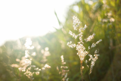 Close-up of flowering plant on field