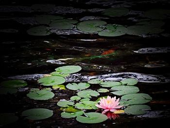 Leaves floating on pond