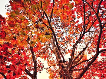 Low angle view of tree in autumn