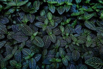 Full frame shot of plants