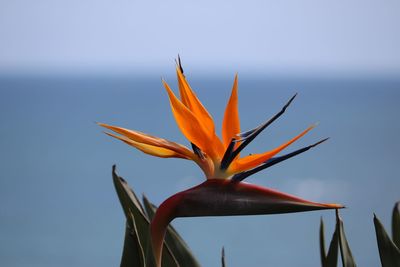 Close-up of orange flowering plant against sky