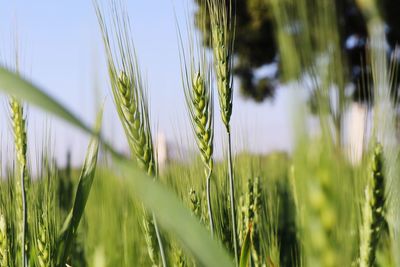 Close-up of wheat growing on field against sky