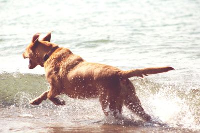 Dog on sea shore