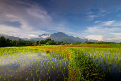 Scenic view of field against sky