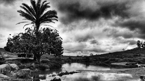 Tree by river against sky