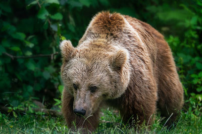 View of an animal on land