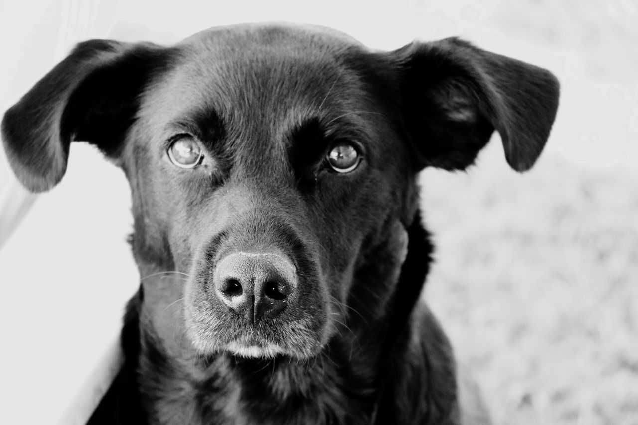 CLOSE-UP PORTRAIT OF PUG