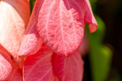 Close-up of pink rose flower