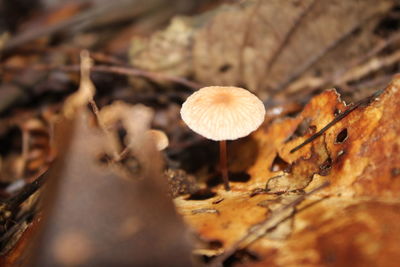 Close-up of mushroom growing outdoors