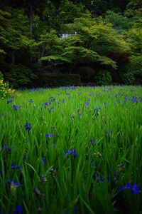 Scenic view of grassy field