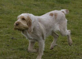 Dog standing on field