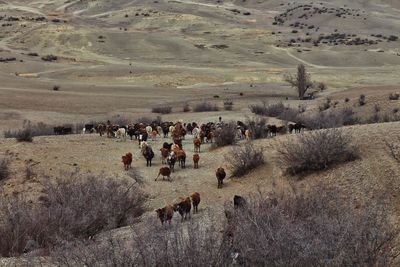 High angle view of cows on field