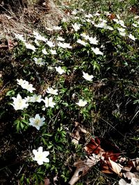 High angle view of white flowering plant on field