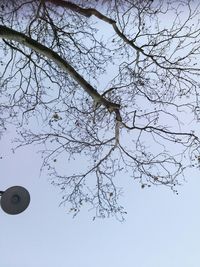 Low angle view of bare tree against sky