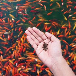 Close-up of hand holding crab