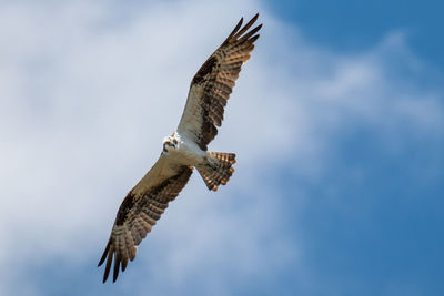 Low angle view of eagle flying in sky