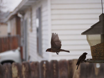 Side view of birds against blurred wall
