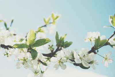 Low angle view of white plum blossoms blooming on branch against sky