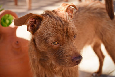 Balú Adorable