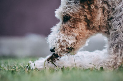 Close-up of dog on field