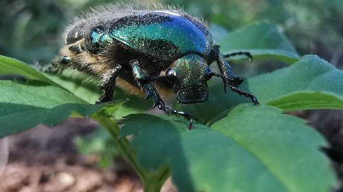 Close-up of fly on leaf