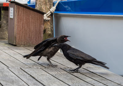 Close-up of birds perching on wood