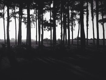 Trees on landscape