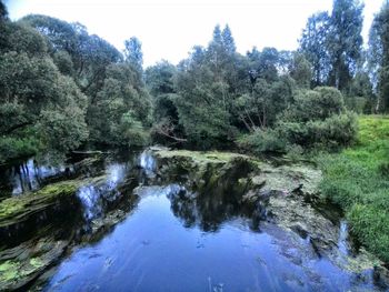 Reflection of trees in lake