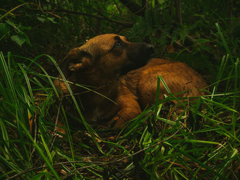 Close-up of dog on field