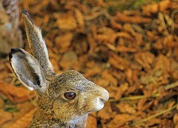 Hare with long ears in autumn