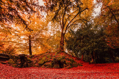 View of trees in forest during autumn