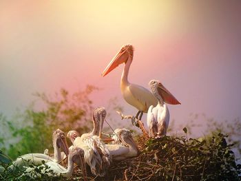 Close-up of pelicans in nest