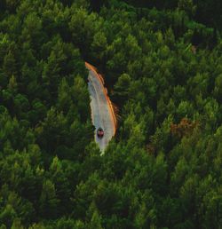 Scenic view of forest