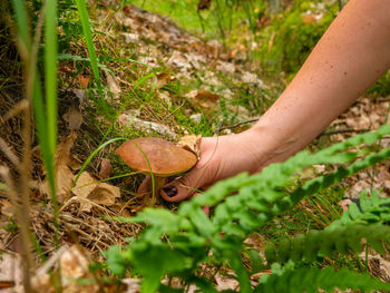 Hand of plant on field