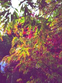 Low angle view of flowering plants against trees