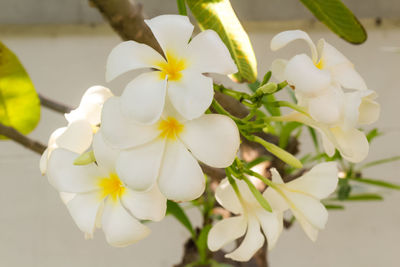 Close-up of white flowering plant