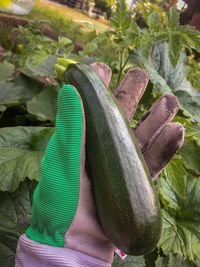 High angle view of vegetables on field