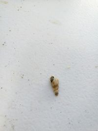 High angle view of insect on leaf