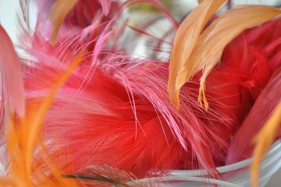 Close-up of feather