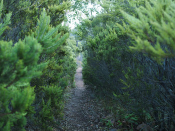 Footpath amidst trees in forest