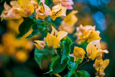 Close-up of yellow flowering plant