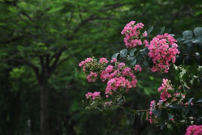 Close-up of pink flowering plant