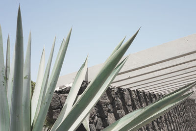 Close-up of succulent plant on field against clear sky