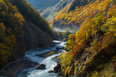 Scenic view of waterfall in forest